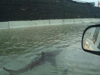 Believe it or not, there is a shark on the 405 in Los Angeles Highway.