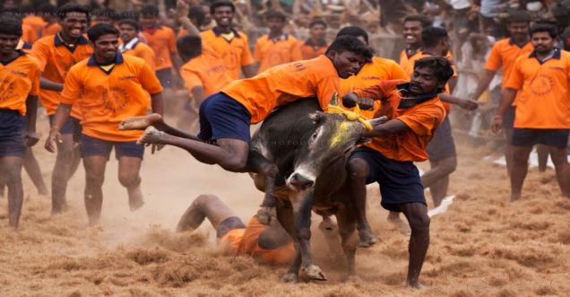 Banning cultures like Jallikattu Will affect India’s growth of Cattle Breeds