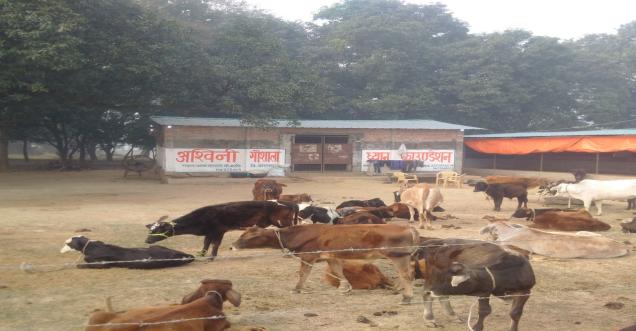 Dhyan Foundation Gaushala at Narhan near Gorakhpur