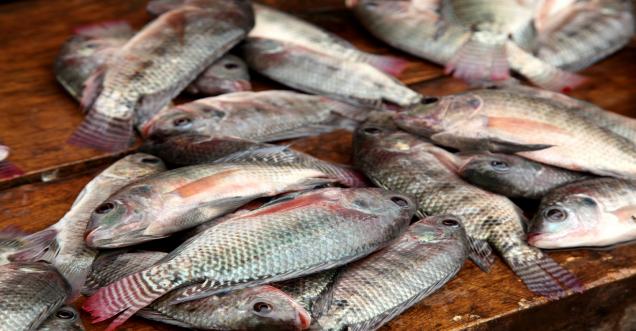 Can tilapia Fish Skin be used bandage-2nd 3rd Degree Burns Cure?