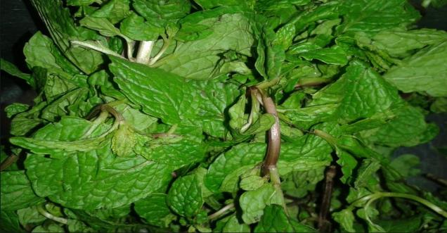 Did you know Pudina or Mint leaf Health benefits for digestion