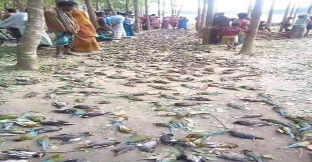Picture birds dying due Latur Maharashtra Chennai heat Fake