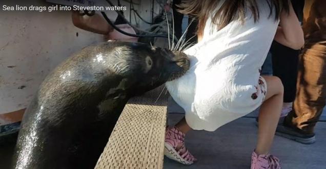 Viral full video of girl being pulled down into water by sea lion