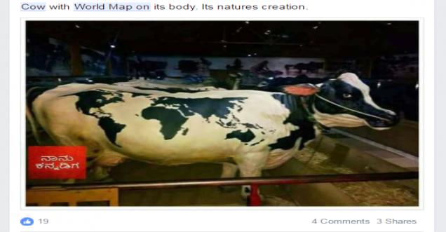 World map on body of Holy Cow Natural Creation Udipi- Fake