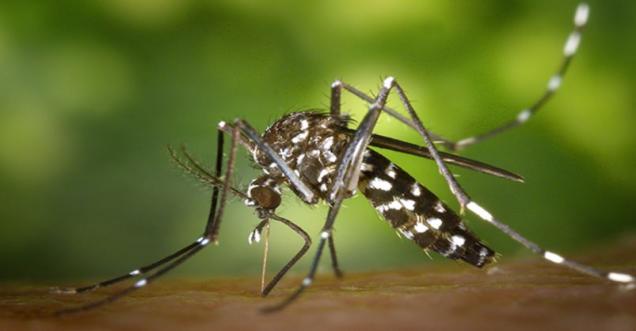 India’s response to Zika Virus Disease outbreak, Press Note