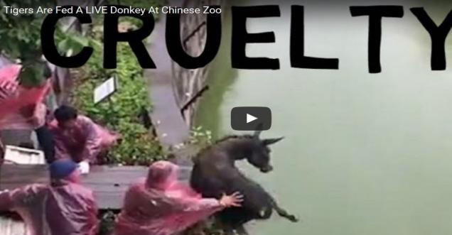 Video: truth about tiger being fed by alive donkey in Safari Park in China