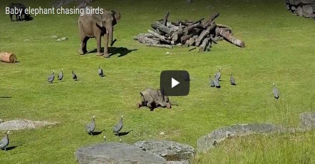 Cute Lovely Video of baby elephant chasing birds and falling down