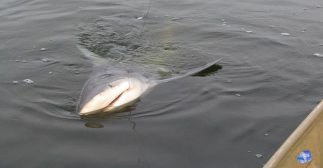 Fact check: Bull shark found in the Ohio River, floating since 2008