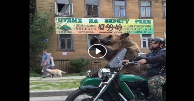 Fact check: Viral video of a Russian bear motorcycle enjoying the ride