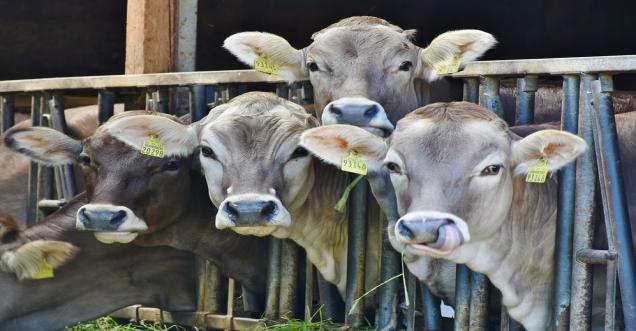 UP, death of cows news in around Banda over the years