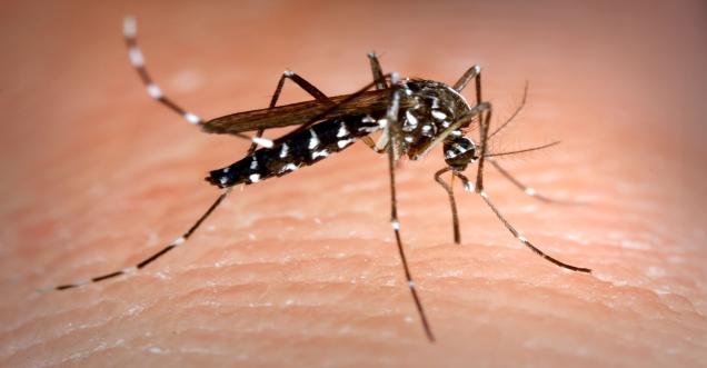 5 reasons why mosquitoes bite you more?