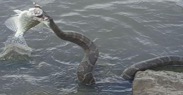 Fact Check: Does a Monster snake found in Celina Ohio eating fishes