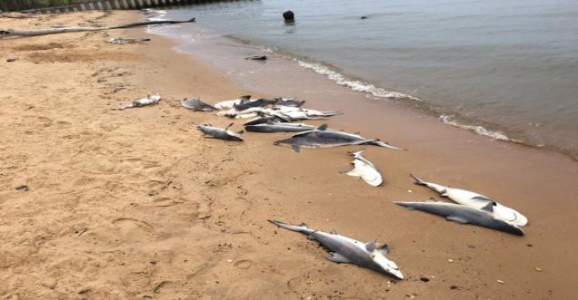 Fact Check: Sharks wash up shore in Pismo Beach, Ca