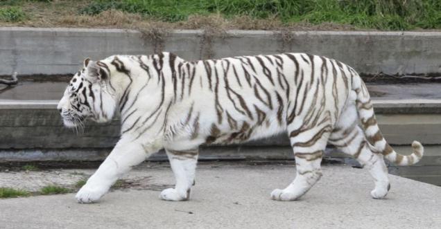 Fact Check:  Did 2 Siberian Tigers were On the Loose In Hawley
