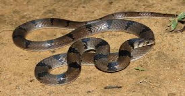 The poisonous snake suddenly entered the SDM office of Gurugram