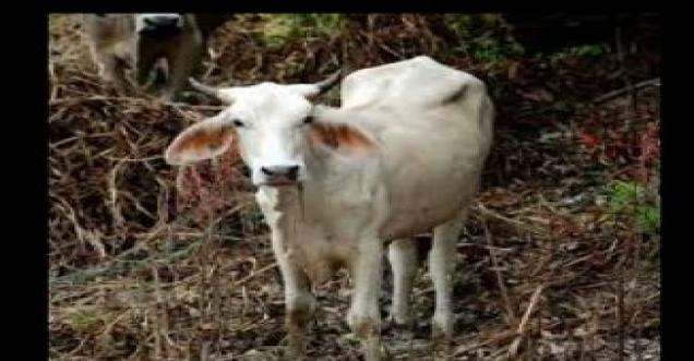 Did Muslims fed bomb to cow which blew inside her mouth?