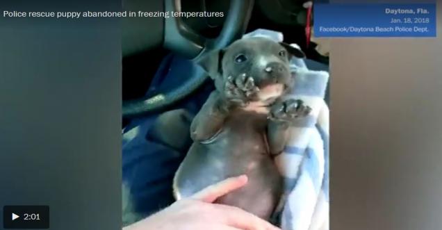 Videos that are viral, puppy shivering