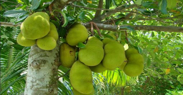 Jackfruit official state fruit of Kerala