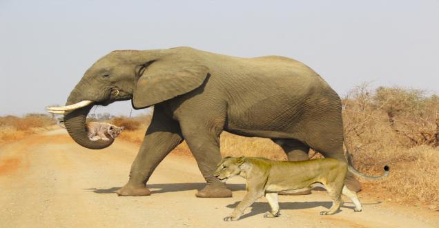 Kruger National Park: Did ELEPHANT HELPS LIONESS