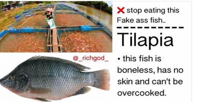 Is tilapia fish dangerous fish to eat and cause Cancer?