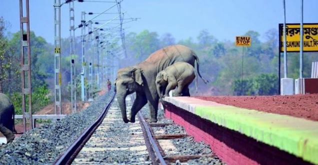 Facts Check: Did elephants cross a railway track, Sanctuary Asia, true