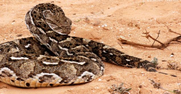 7 most dangerous snakes facts if not known can kill you, BITIS ARIETANS