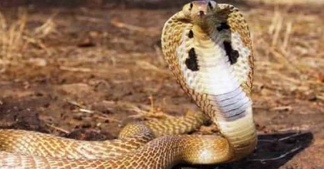 7 most dangerous snakes facts if not known can kill you, INDIAN COBRA