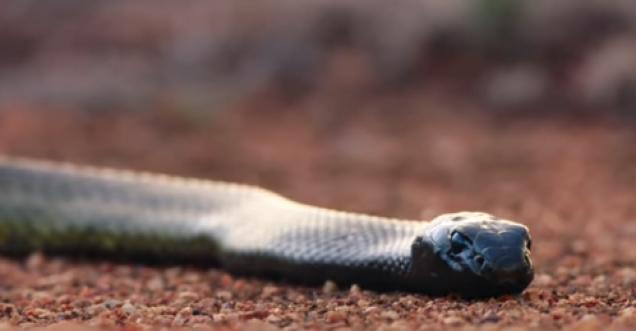 7 most dangerous snakes facts if not known can kill you