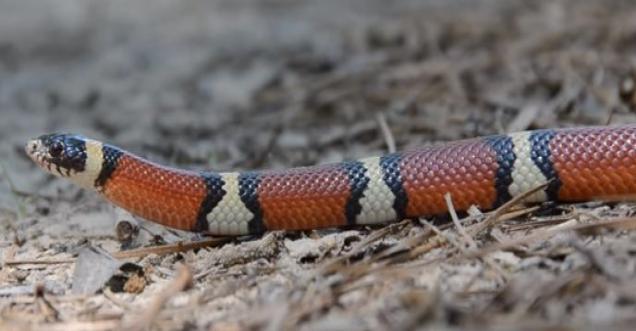 Seven most beautiful snakes all over the world that could amaze you, Eastern coral snake