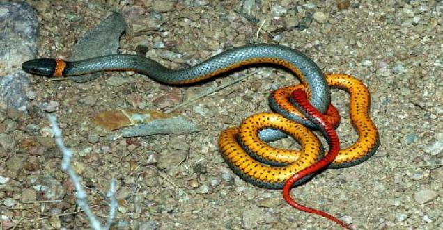 Seven most beautiful snakes all over the world that could amaze you, REGAL RINGNECK SNAKE ARIZONA