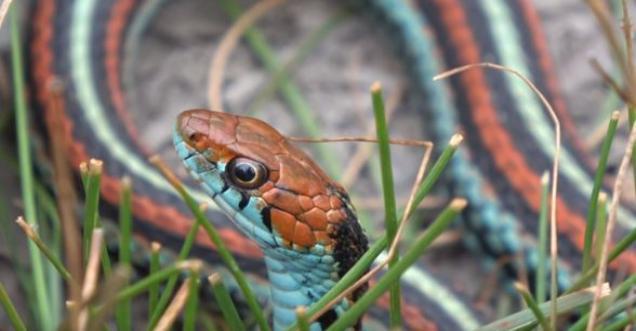 Seven most beautiful snakes all over the world that could amaze you, SAN FRANCISCO GARTER SNAKE