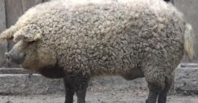 Five unique animals you will not believe exist, MANGALITSA PIG