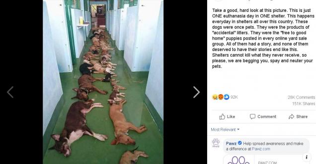 Routine dogs euthanizations picture from a shelter home