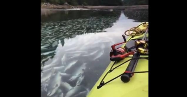 Did Alaska salmon fish died due to heat wave
