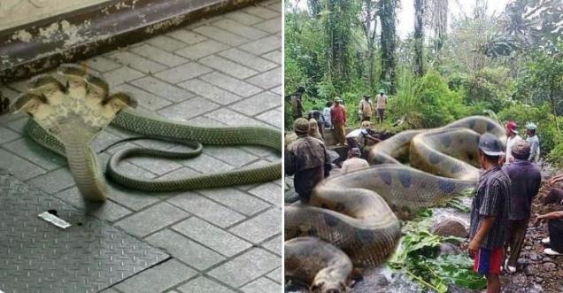 World largest snake found in Amazon river, no it is photoshopped