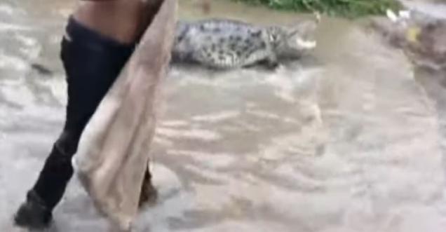 Found Crocodile in Rajendra Nagar, Patna is actually from Vadodara