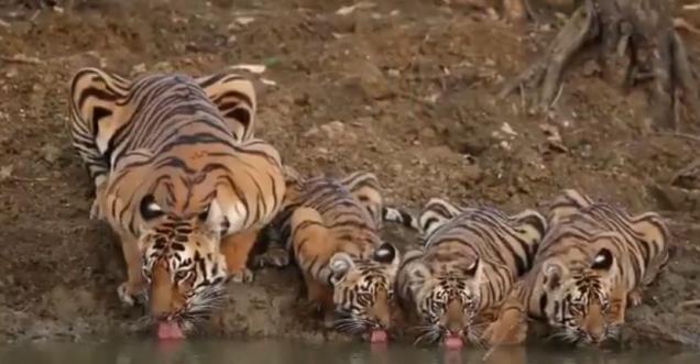 Tiger viral video: 4 tigers drinking water together