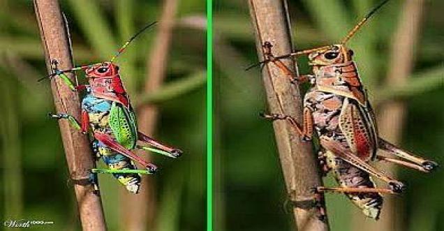 Rainbow Grasshopper from Costa Rica, is it real