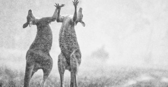 Australian wildfire Kangaroos Jumping in Rain after Shower is Fake
