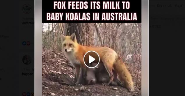 Did a fox feed its milk to Baby Koalas in Australia?