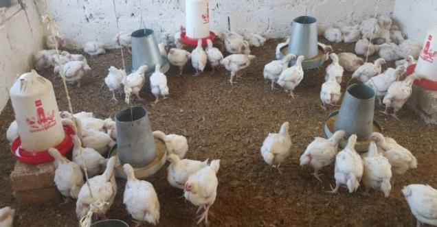 Poultry industry bleeding Coronavirus in Broiler Chicken
