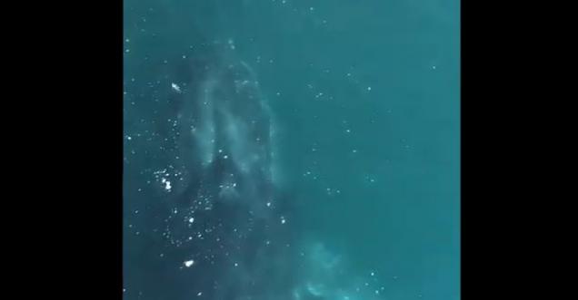 Video of Blue whales at Bombay High in Arabian Sea