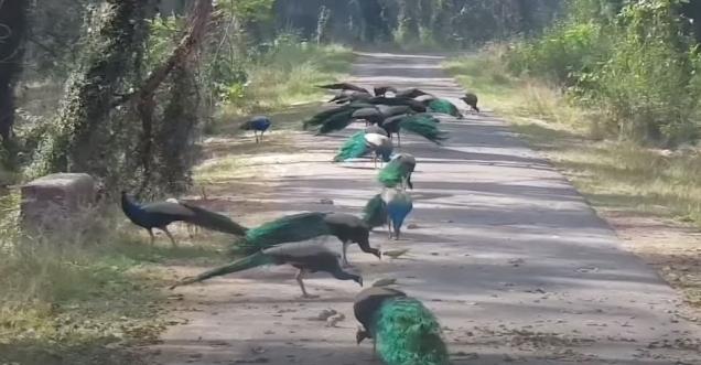 peacocks images shared claiming to be after coronavirus on road