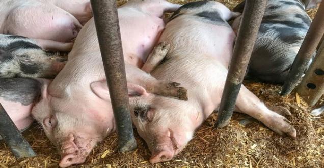 Did you know more than 1950 pigs have died in Assam?
