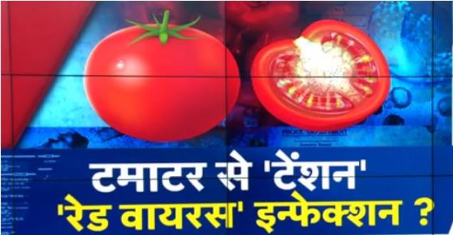 Tiranga or Red Virus Destroying Tomato Crops in Maharashtra