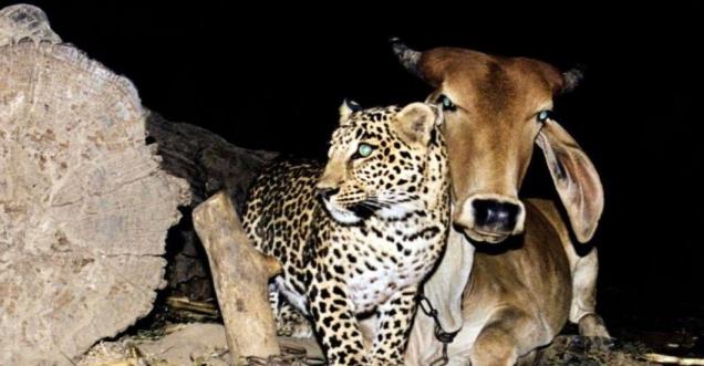Cow and leopard friendship From Assam, Gujarat to different parts of India