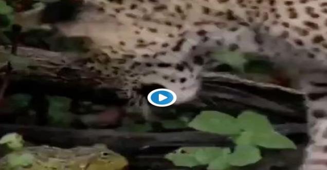 Unbelievable fight between a frog & leopard. And see who wins