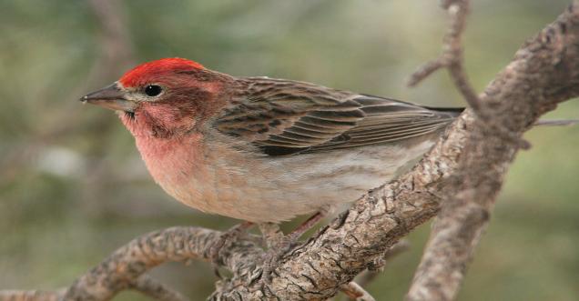 16 Species of red bird images with name will make your day