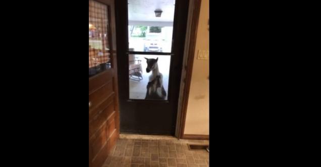 Knock Knock: Neighbors Goat Knocks on Door and Comes Inside