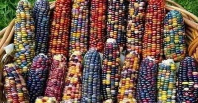 Glass Gem corn , Colourful and sticky maize grows in Nagaland